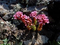 Prometheum pilosum 7, Saxifraga-Ed Stikvoort