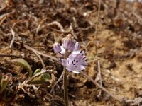 Prospero autumnale 7, Herfststerhyacint, Saxifraga-Ed Stikvoort