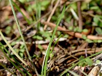 Prospero autumnale 8, Saxifraga-Sonja Bouwman  Autumn squill - Prospero autumnale - Asparagaceae familie