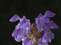 Prunella grandiflora 1, Grote brunel, Saxifraga-Jan van der Straaten