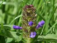 Prunella vulgaris 37, Gewone brunel, Saxifraga-Sonja Bouwman