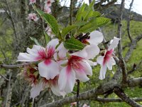 Prunus amygdalus