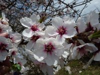 Prunus amygdalus 4, Amandelboom, Saxifraga-Jasenka Topic