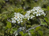 Prunus mahaleb 6, Weichselboom, Saxifraga-Willem van Kruijsbergen