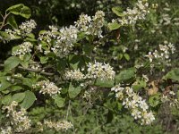 Prunus padus 37, Gewone vogelkers, Saxifraga-Willem van Kruijsbergen