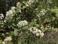 Prunus padus 38, Gewone vogelkers, Saxifraga-Willem van Kruijsbergen