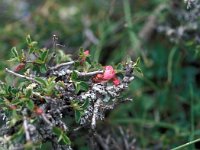 Prunus prostrata, Prostrate Cherry