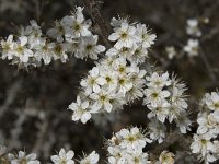 Prunus spinosa 78, Sleedoorn, Saxifraga-Willem van Kruijsbergen