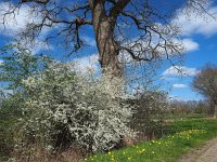 Prunus spinosa 80, Sleedoorn, Saxifraga-Hans Dekker