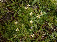 Pseudocherleria aizoides 2, Saxifraga-Ed Stikvoort