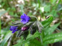 Pulmonaria angustifolia 3, Saxifraga-Rutger Barendse