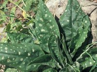 Pulmonaria hirta