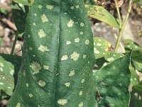 Pulmonaria hirta 2, Saxifraga-Jan van der Straaten