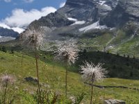 Pulsatilla alpina 128, Saxifraga-Harry Jans