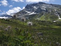 Pulsatilla alpina 129, Saxifraga-Harry Jans