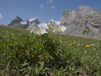 Pulsatilla alpina ssp alpina 101, Saxifraga-Luuk Vermeer