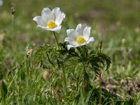 Pulsatilla alpina ssp alpina 102, Saxifraga-Luuk Vermeer