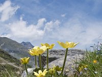 Pulsatilla alpina ssp apiifolia 101, Saxifraga-Luuk Vermeer