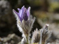 Pulsatilla grandis 8, Saxifraga-Luuk Vermeer