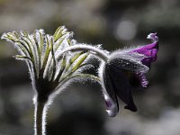 Pulsatilla montana 4, Saxifraga-Luuk Vermeer