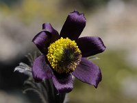 Pulsatilla montana 5, Saxifraga-Luuk Vermeer