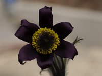 Pulsatilla montana 6, Saxifraga-Luuk Vermeer