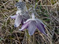 Pulsatilla montana 8, Saxifraga-Jasenka Topic