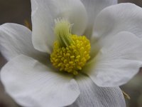 Pulsatilla vernalis 37, Saxifraga-Luuk Vermeer