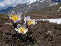 Pulsatilla vernalis 41, Saxifraga-Luuk Vermeer