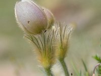 Pulsatilla vernalis 44, Saxifraga-Luuk Vermeer