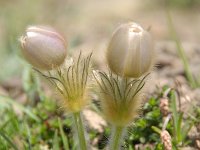 Pulsatilla vernalis 46, Saxifraga-Luuk Vermeer