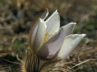 Pulsatilla vernalis 71, Saxifraga-Jan van der Straaten