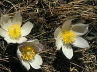 Pulsatilla vernalis 74, Saxifraga-Jan van der Straaten