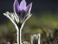 Pulsatilla vulgaris 36, Wildemanskruid, Saxifraga-Luuk Vermeer