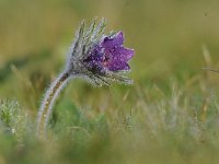 Pulsatilla vulgaris 38, Wildemanskruid, Saxifraga-Luuk Vermeer