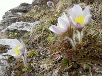 Pulsatilla vulgaris 39, Wildemanskruid, Saxifraga-Luuk Vermeer