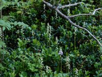 Pyrola minor 29, Klein wintergroen, Saxifraga-Ed Stikvoort