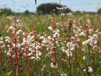 Pyrola rotundifolia 54, Rond wintergroen, Saxifraga-Hans Dekker