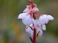 Pyrola rotundifolia 58, Rond wintergroen, Saxifraga-Tom Heijnen