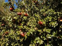 Quercus coccifera 23, Saxifraga-Ed Stikvoort : Baranc del Curt