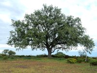 Quercus rotundifolia