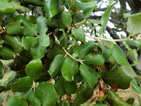 Quercus rotundifolia 2, Saxifraga-Ed Stikvoort