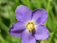 Ramonda myconi 7, Saxifraga-Sonja Bouwman  Pyrenean violet - Ramonda myconi - Gesneriaceae familie