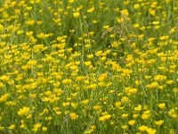 Ranunculus acris 50, Scherpe boterbloem, Saxifraga-Jan Nijendijk