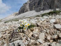 Ranunculus alpestris 35, Saxifraga-Luuk Vermeer