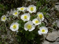 Ranunculus alpestris 43, Saxifraga-Luuk Vermeer