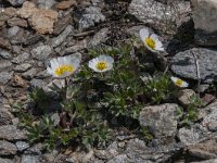 Ranunculus alpestris 50, Saxifraga-Luuk Vermeer