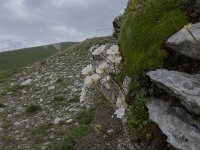 Ranunculus alpestris 52, Saxifraga-Luuk Vermeer