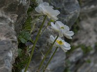 Ranunculus alpestris 54, Saxifraga-Luuk Vermeer