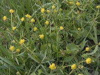 Ranunculus auricomus 27, Gulden boterbloem, Saxifraga-Willem van Kruijsbergen